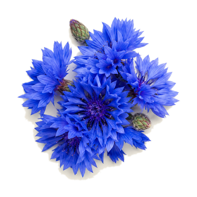 Kornblume
