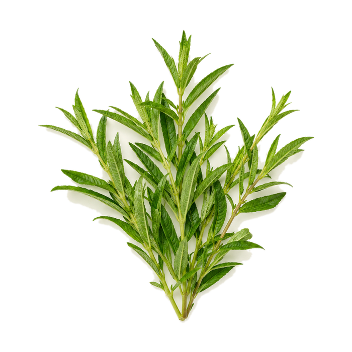 Eisenkraut