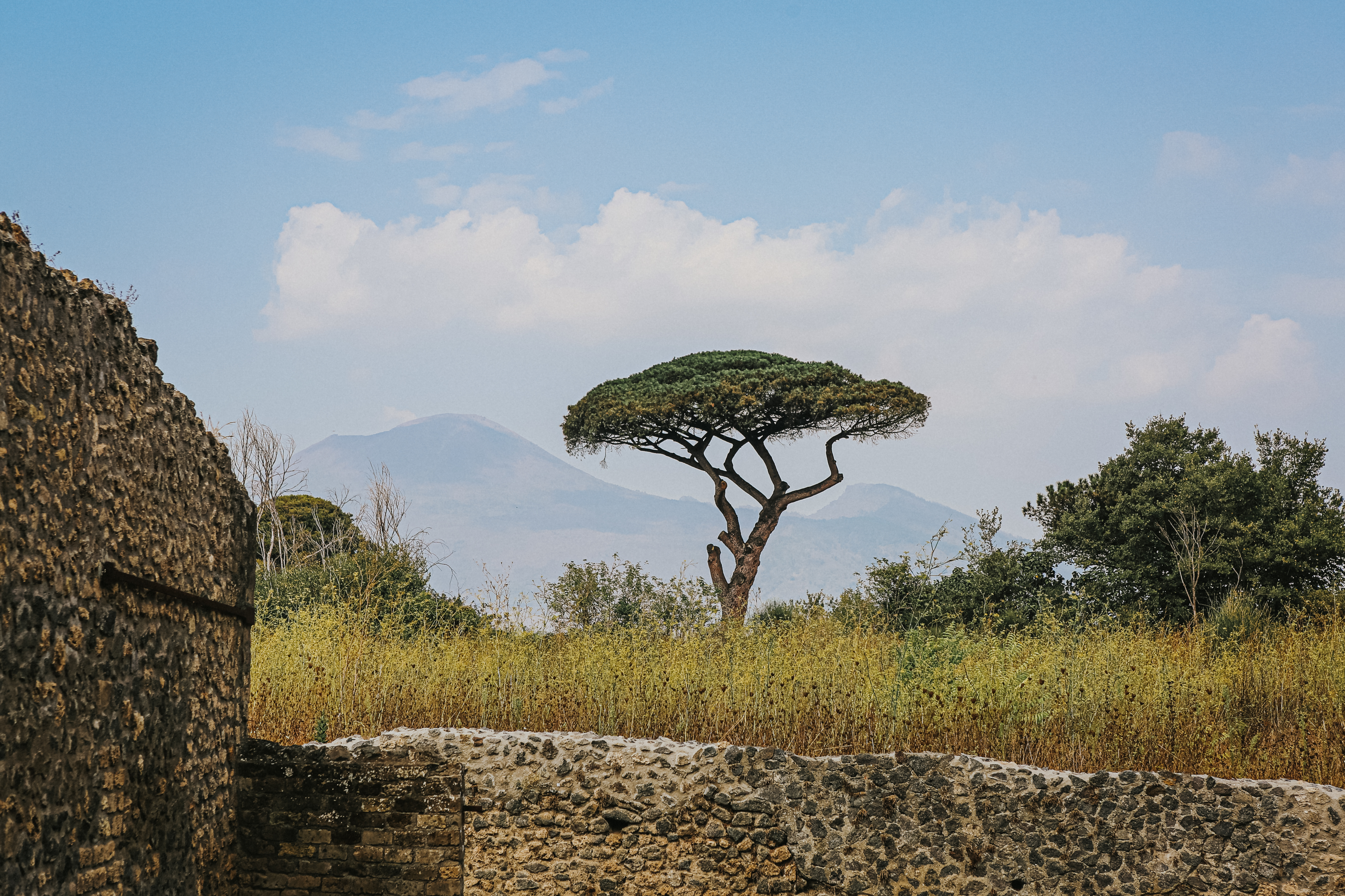 beautiful-tree-archaeological-ruins-pompeii-herculaneum