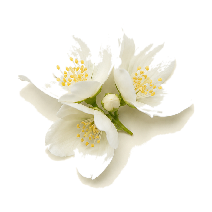 Jasmin